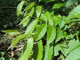 Lagerstroemia speciosa